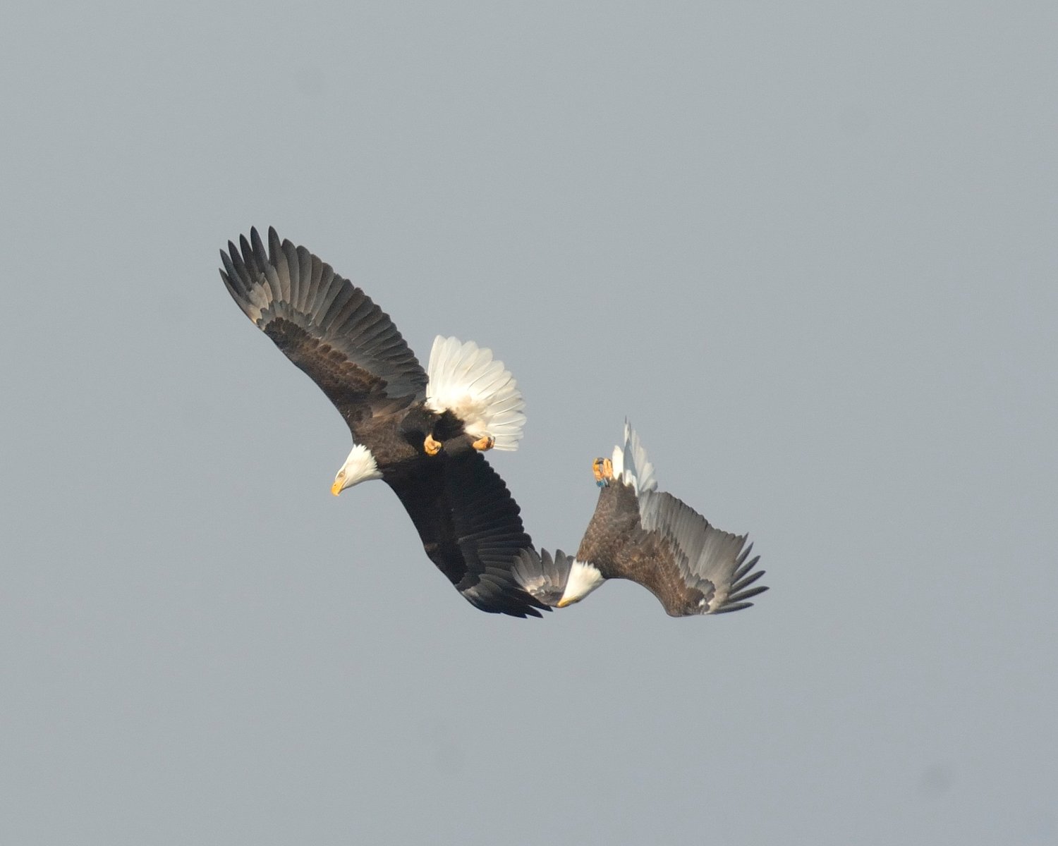 These 2 eagles are likely a mated pair that were flying a courtship ritual. This pair rolled close to each other but did not lock talons and spiral down, and unlocking at the last moment hitting the ground. Contrary to popular belief, eagles do not mate in the air during this ritual; they mate as most birds do, while perched.